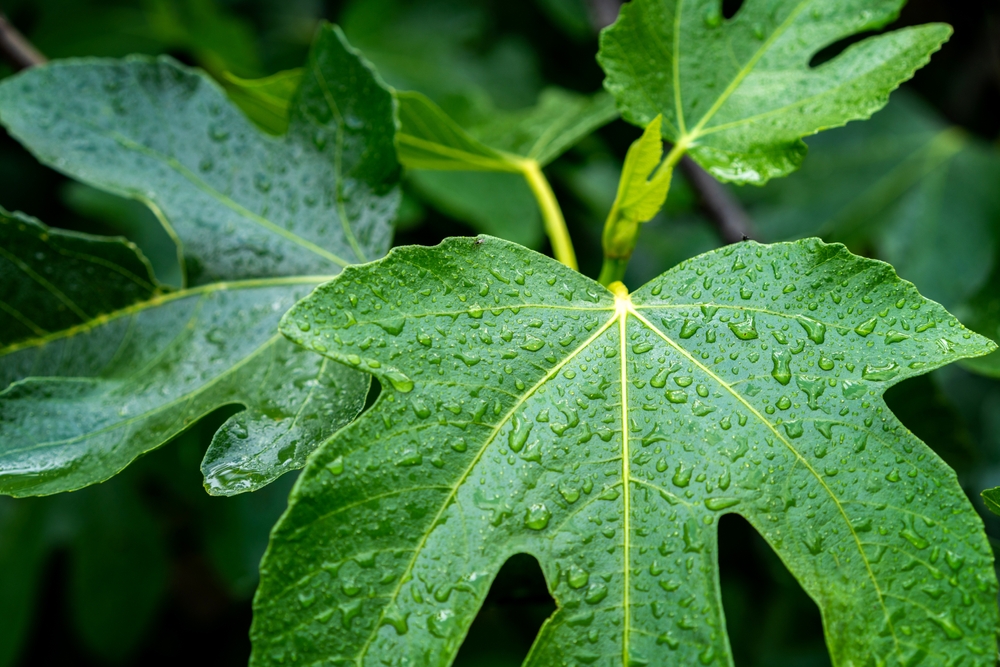 Dew-covered fig leaves often associated with the Garden of Eden