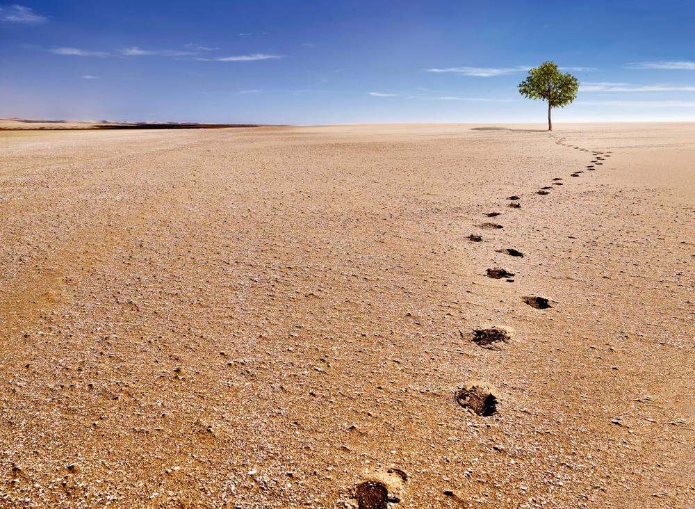 Footprints in a desert wasteland lead to a lush tree, symbolizing faith in God in even the most extreme circumstances.